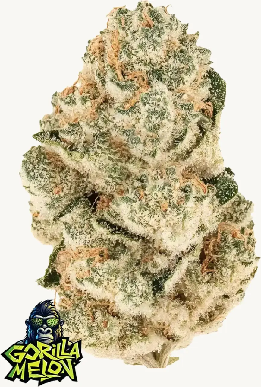 Gorilla Melon - Bild 1