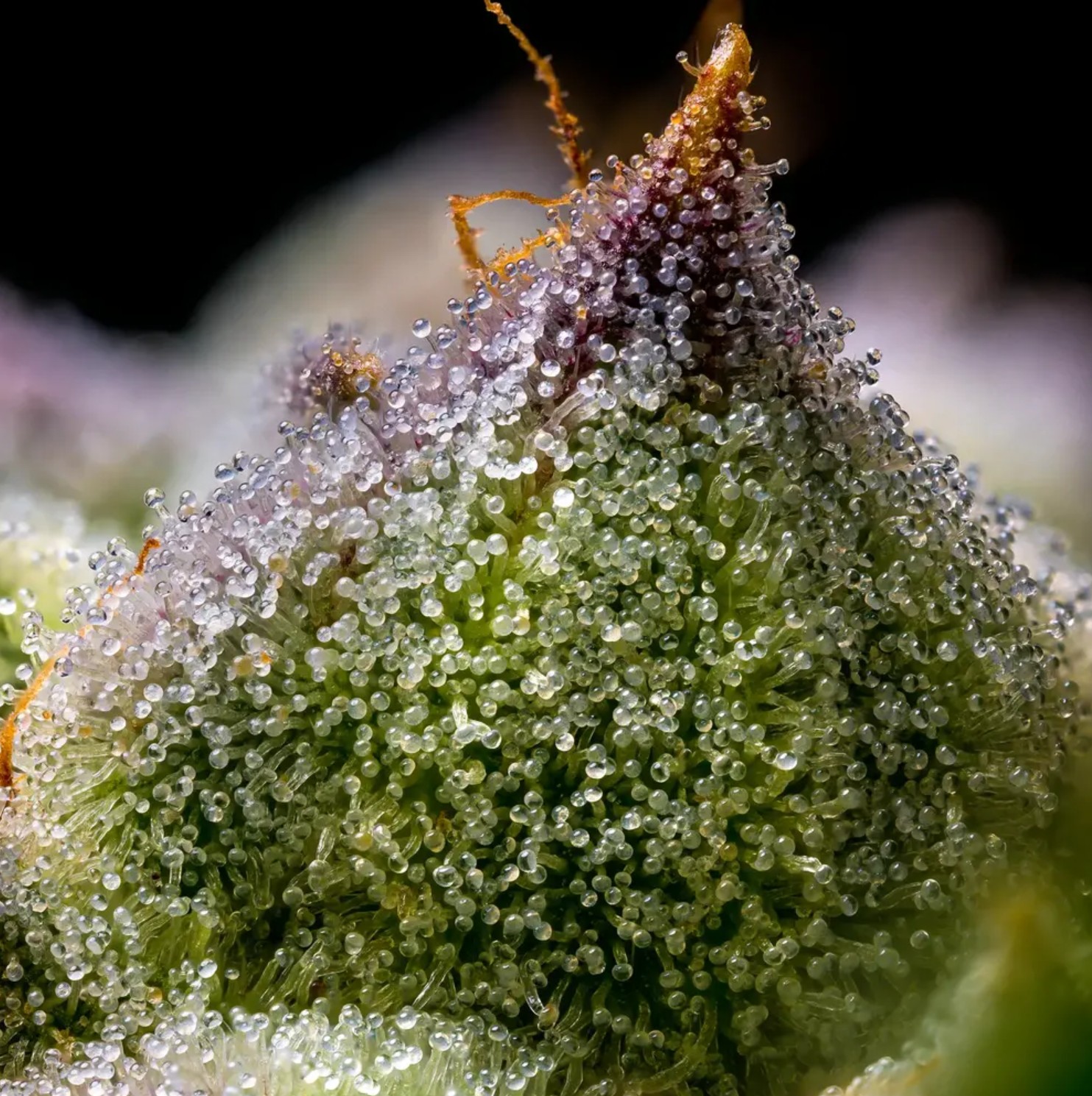 Mendo Breath, Barneys Farm - Bild 3