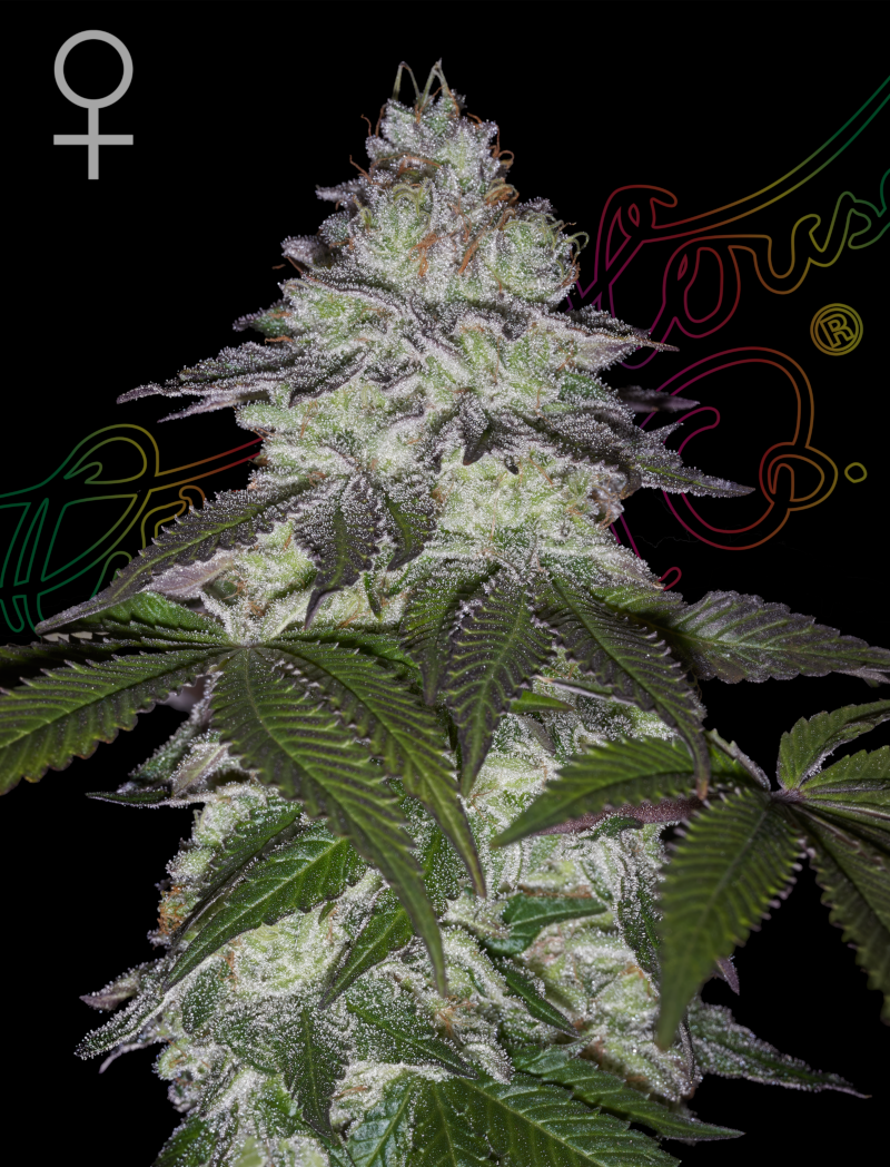 Milky Dreams