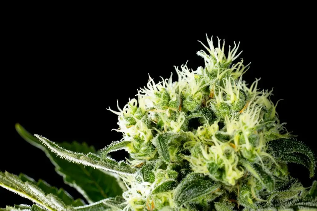 Amnesi-K Haze - Bild 4