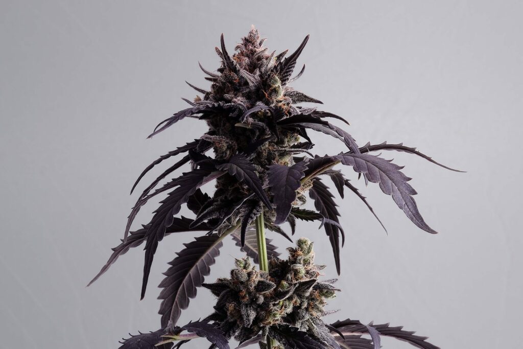 Ginger Punch Auto
