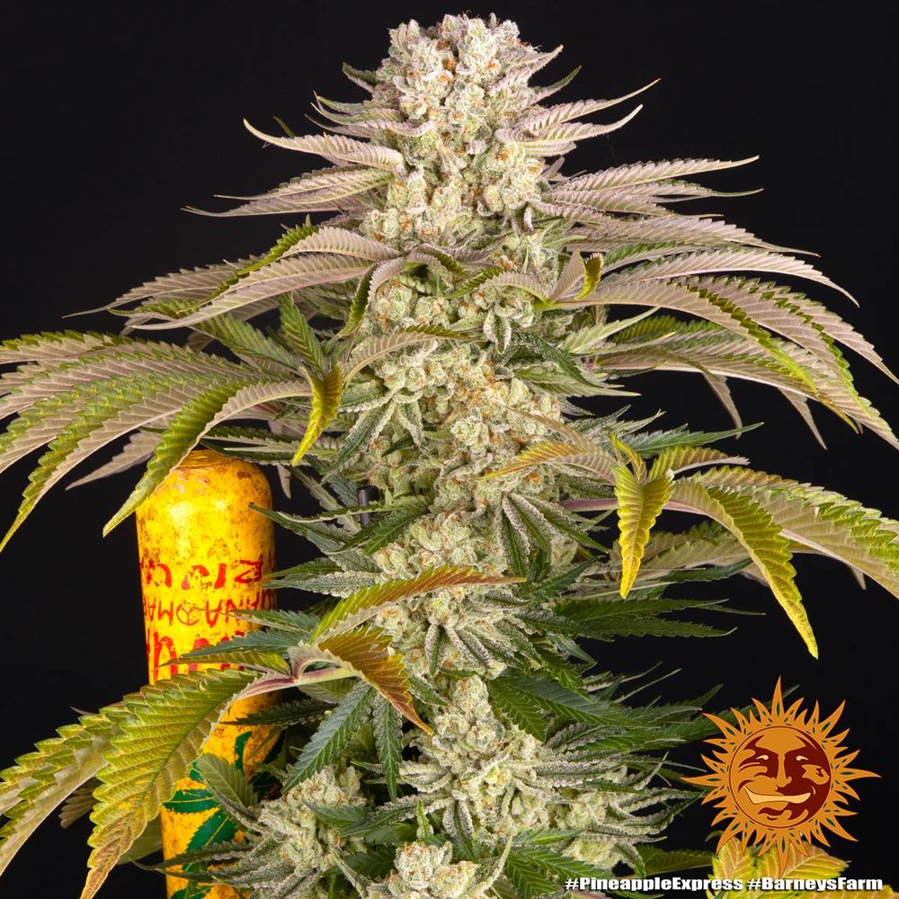 Pineapple Express, Barneys Farm - Bild 1