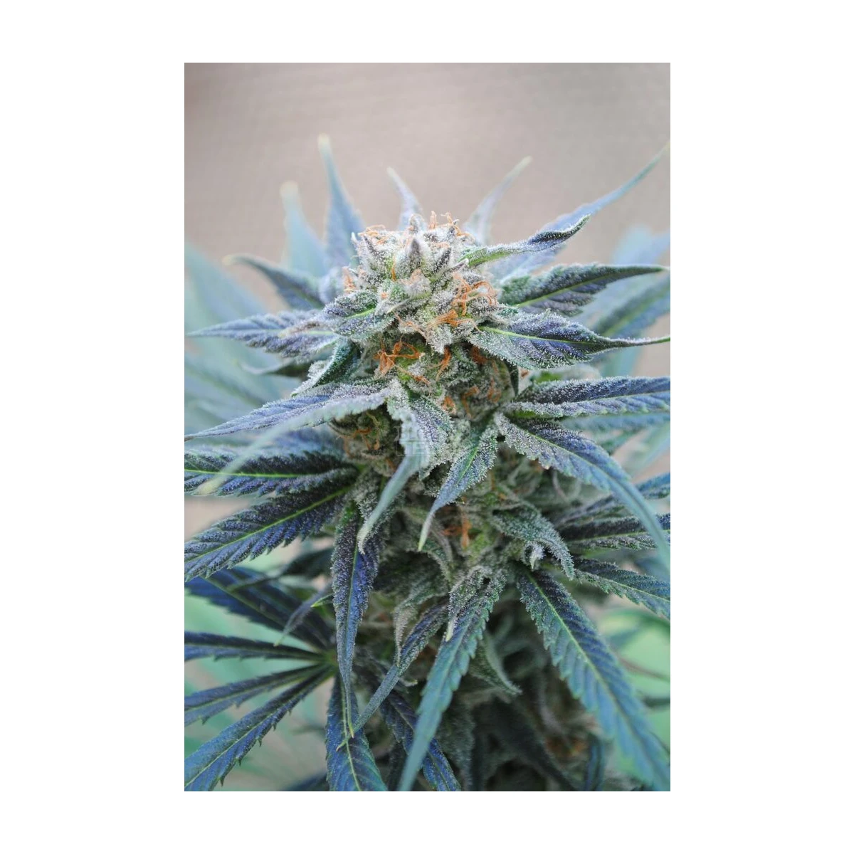 Skunk Plus