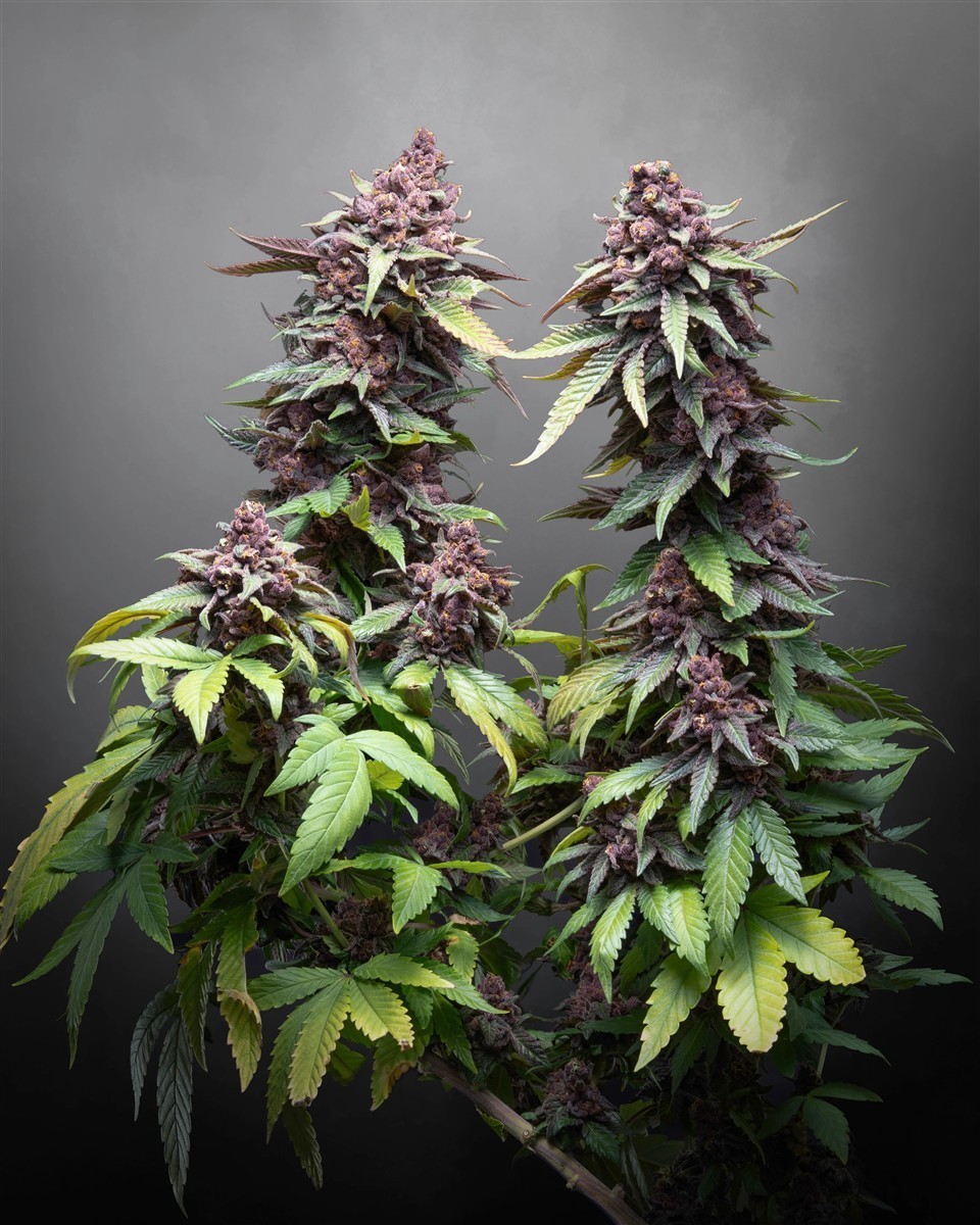 Hightere Kirsche, Kannabia Seed Company - Bild 1