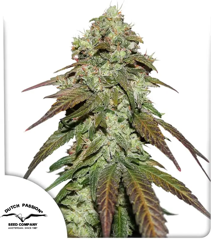CBD Mazar - Bild 1