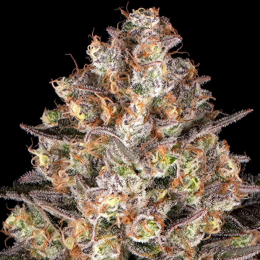 Hindu Kush - Bild 2