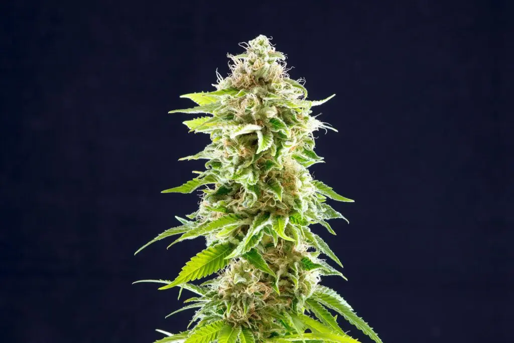 Cookies Haze - Bild 2