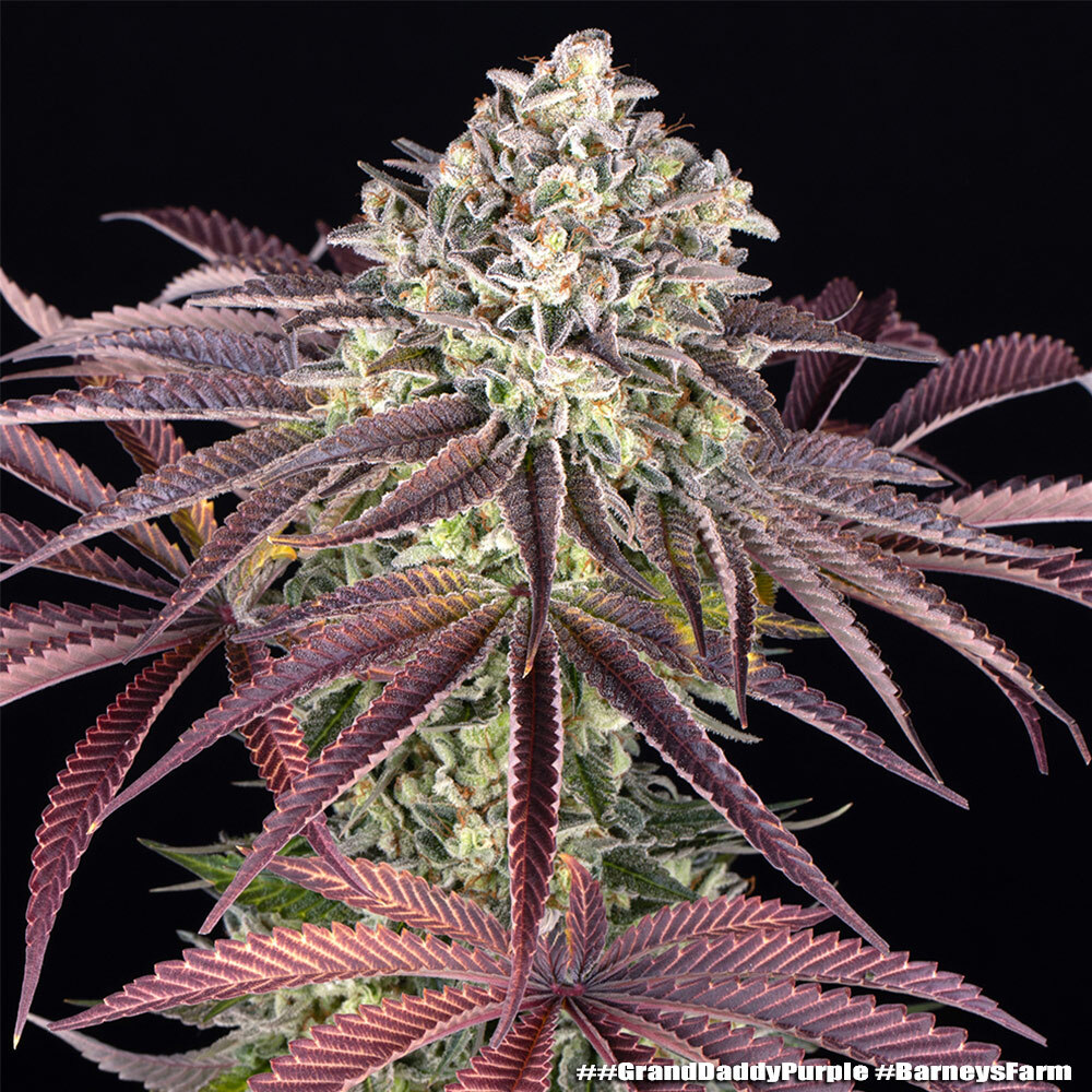 Grand Daddy Purple, Barneys Farm - Bild 1