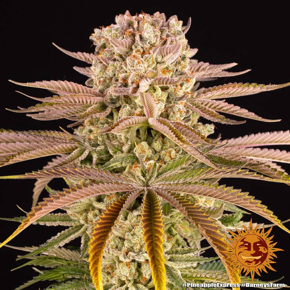 Pineapple Express, Barneys Farm - Bild 2