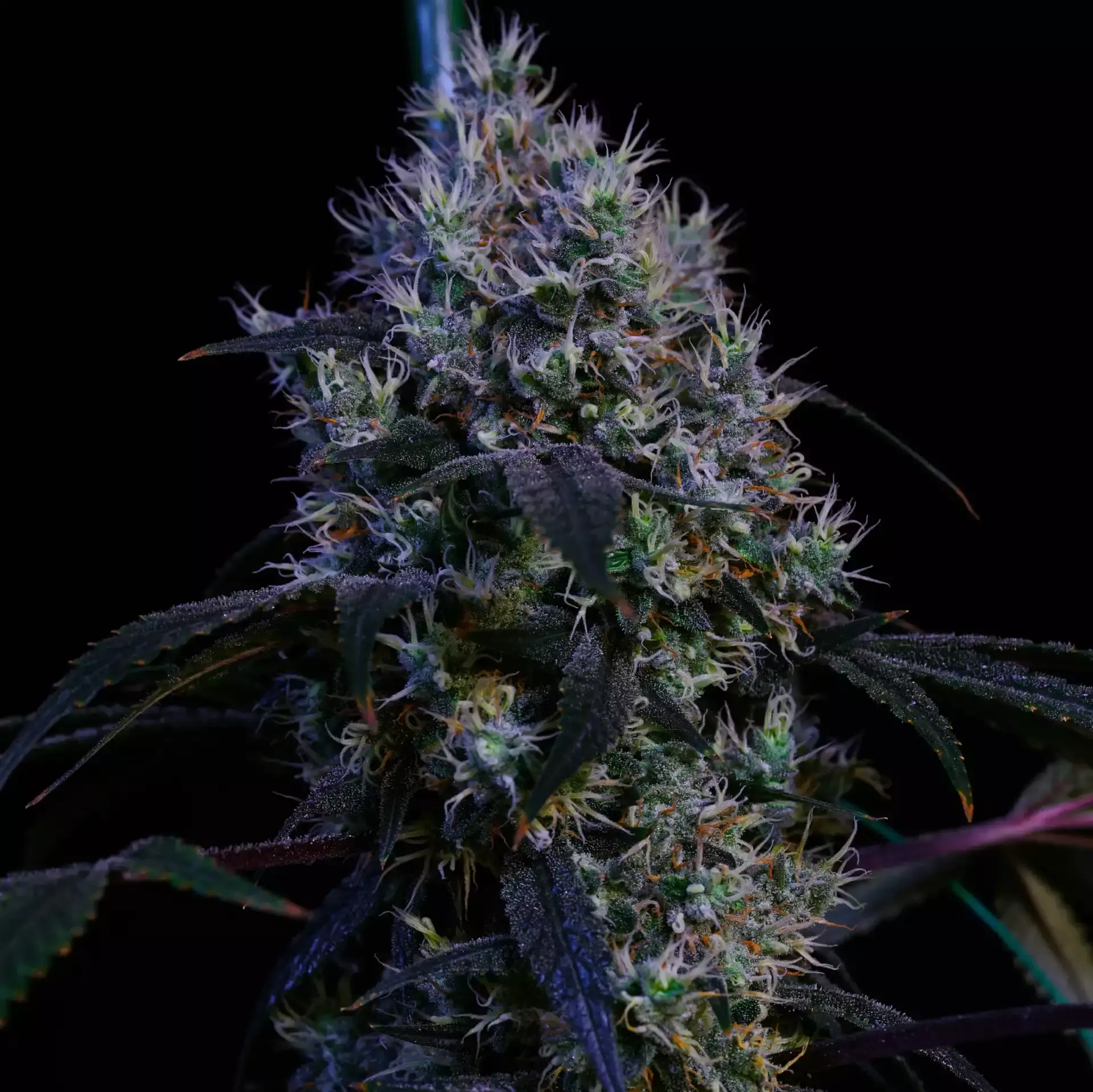 Super Lemon Haze RBX3 - Bild 1