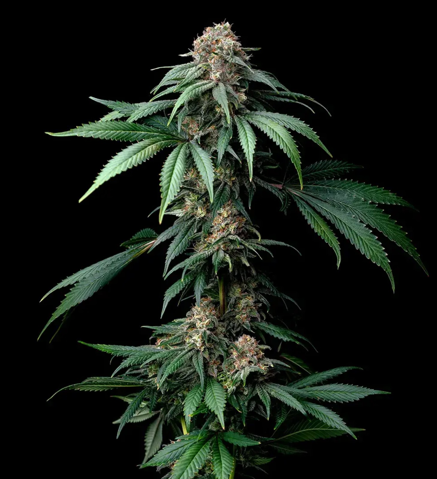 Mendo Breath, Barneys Farm - Bild 1