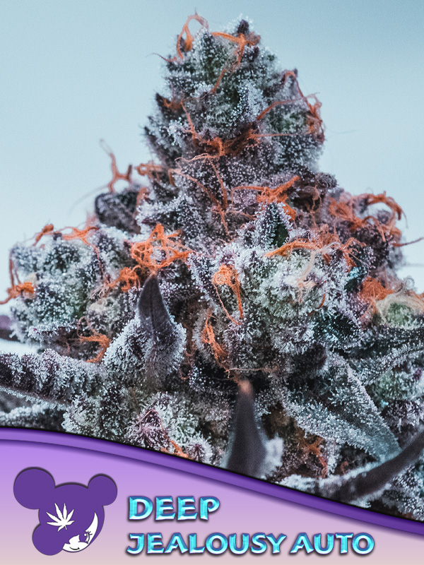 Deep Jealousy Auto Deep Jealousy Auto