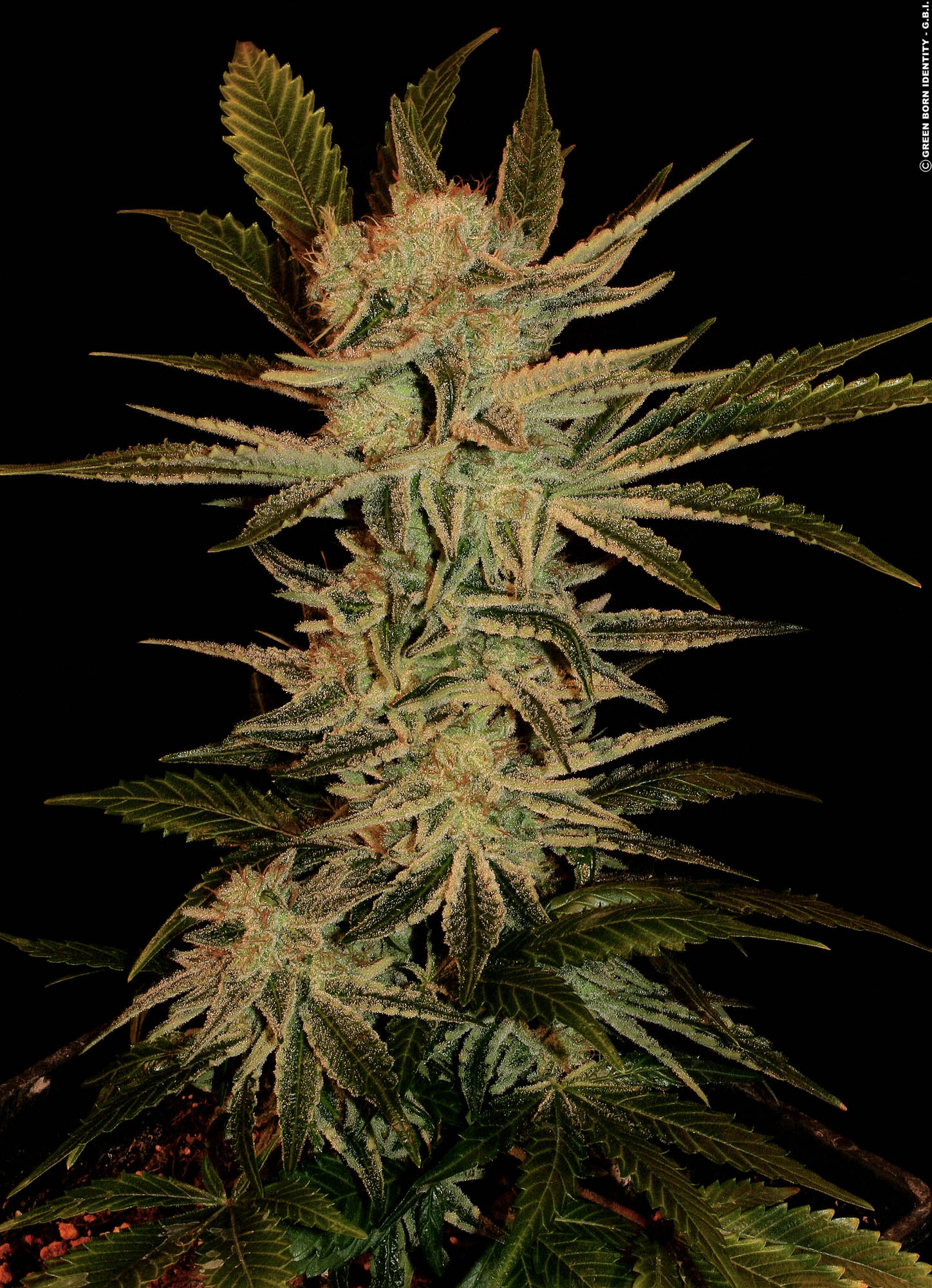 Bubble Gum Bubble Gum