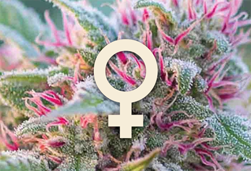 Feminisierte Samen Feminisierte Samen