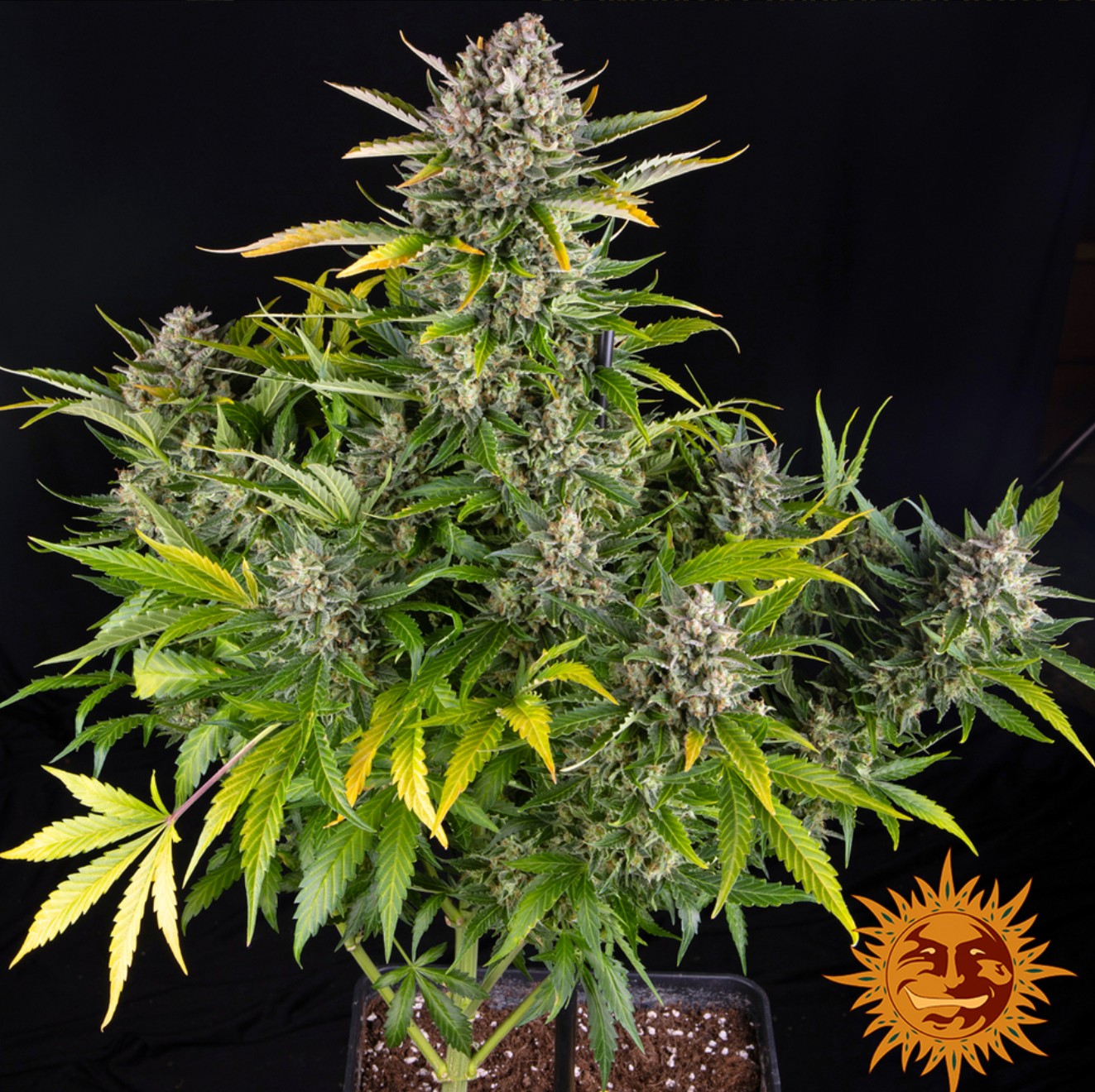 Strawberry Cheesecake Auto, Barneys Farm - Bild 2