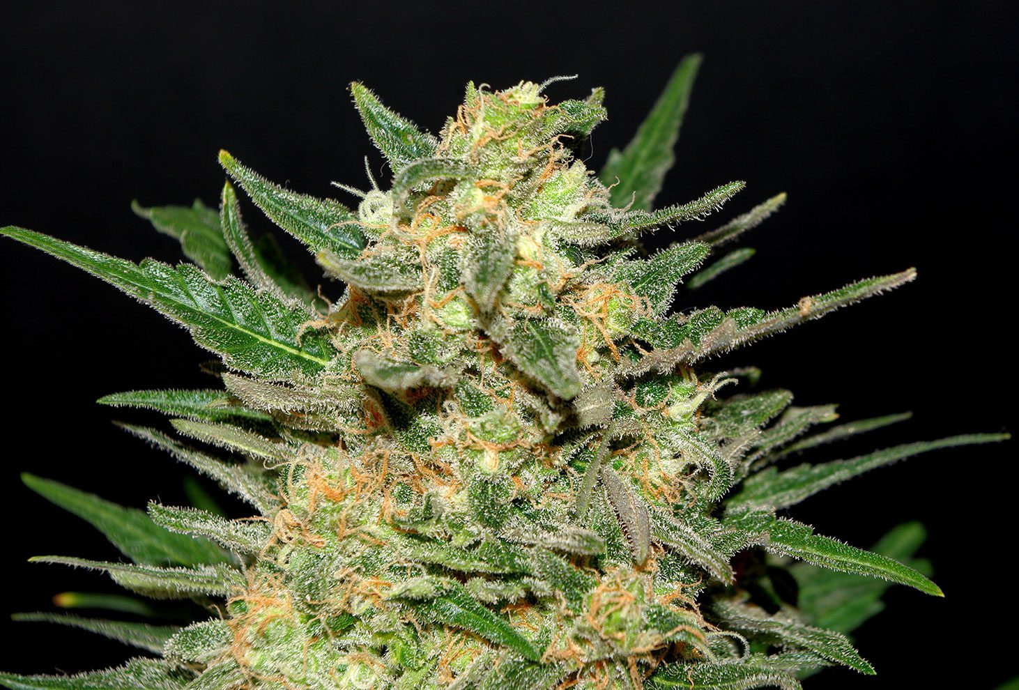 Thai Fantasy Thai Fantasy