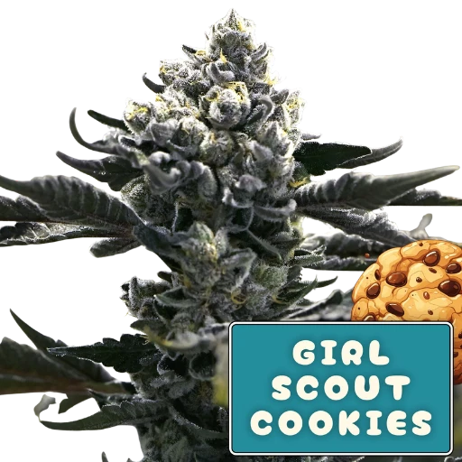 Girl Scout Cookies