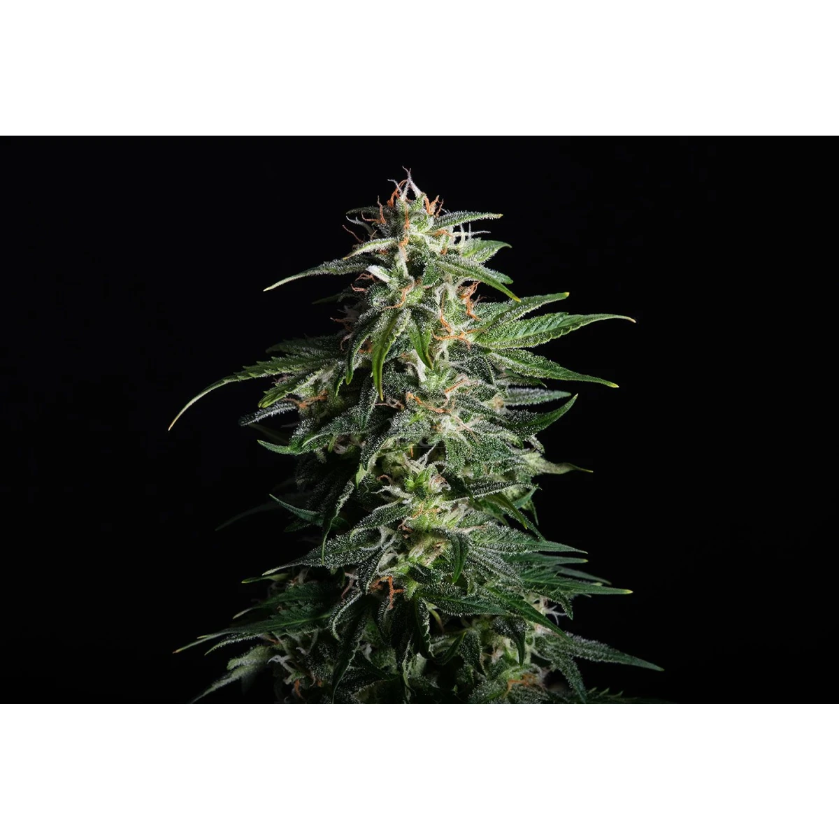Swiss Dream CBD Auto