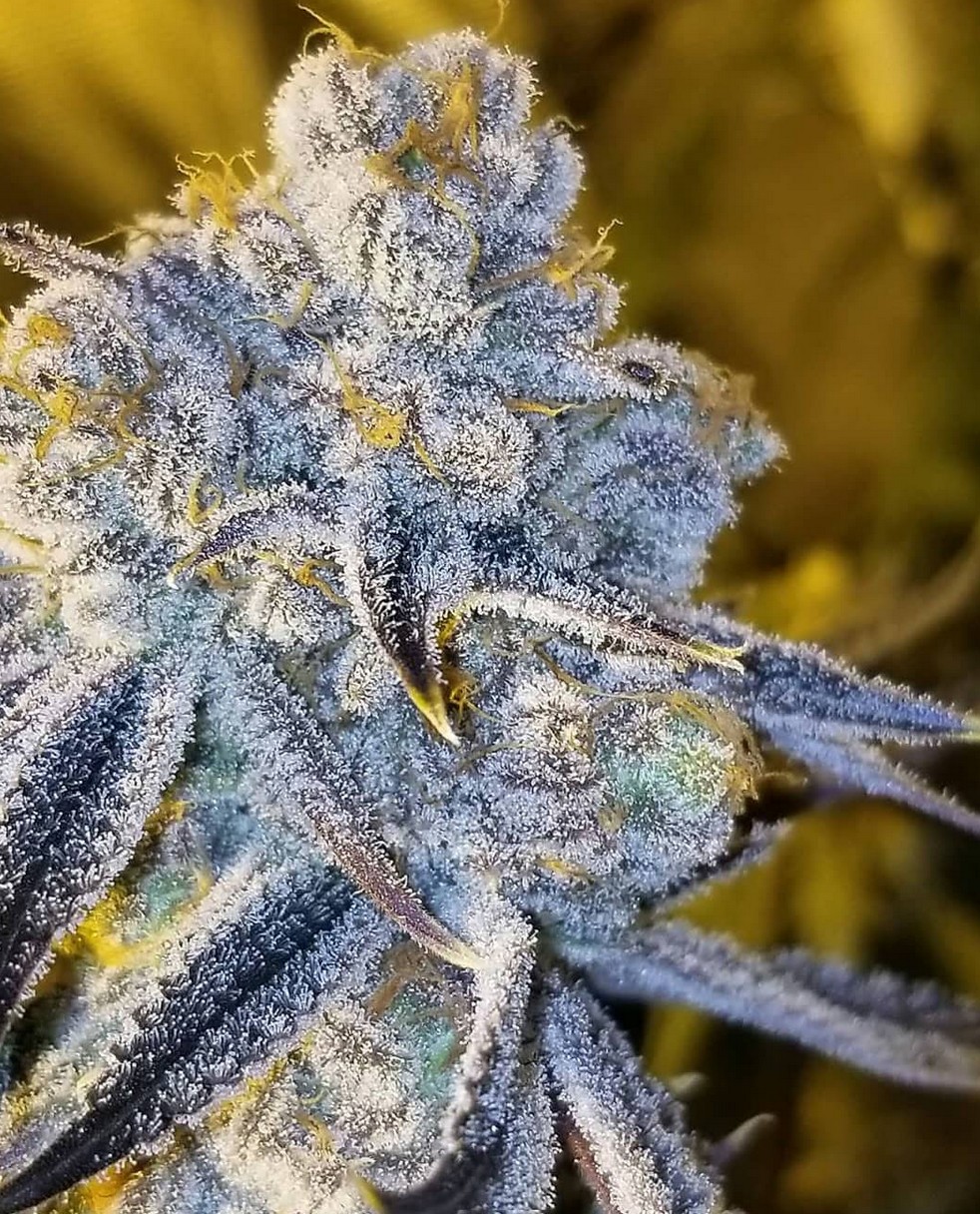 Sugar Cane, In House Genetics - Bild 3