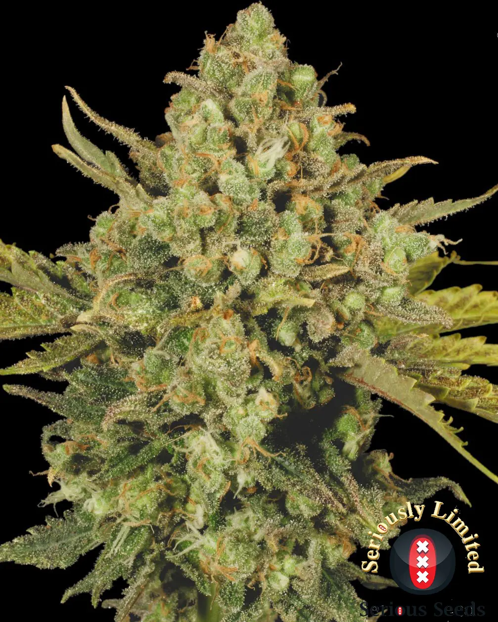 CBD-Warlock - Bild 1