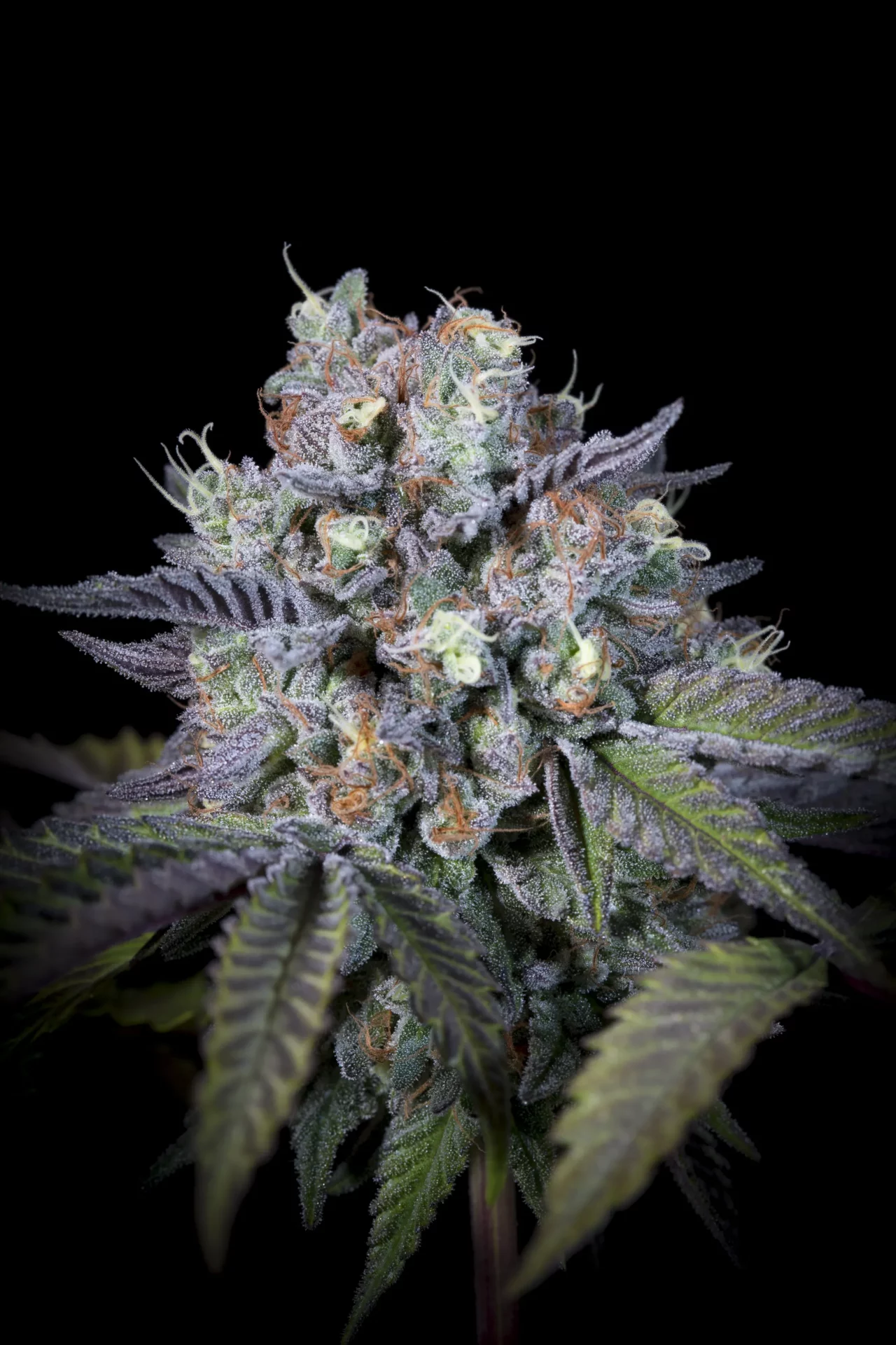 Purple Mints, Paradise Seeds - Bild 8
