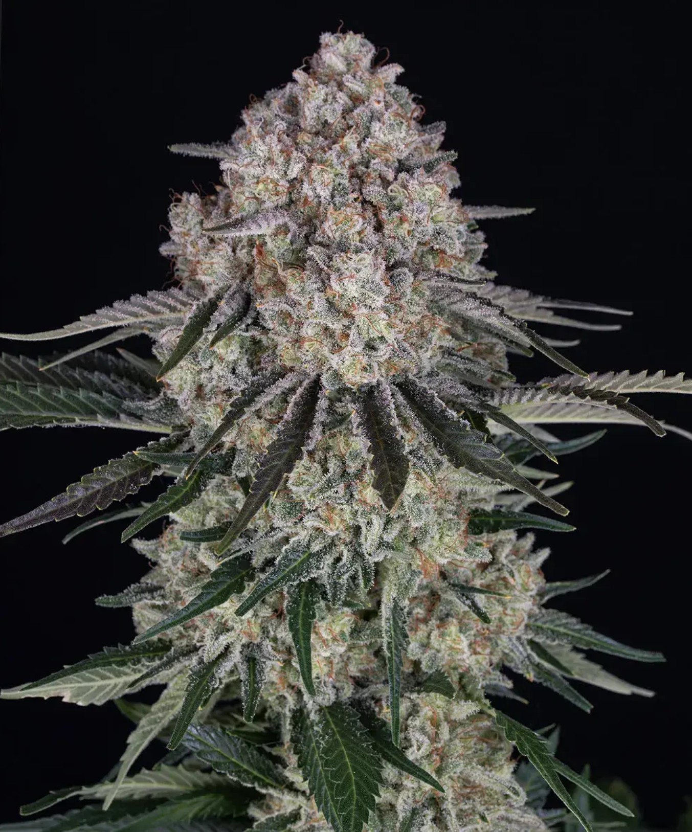 Sour Diesel CBD Auto, Barneys Farm - Bild 1