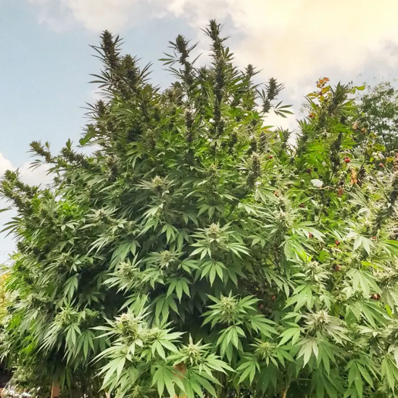 Frisian Dew® - Bild 4