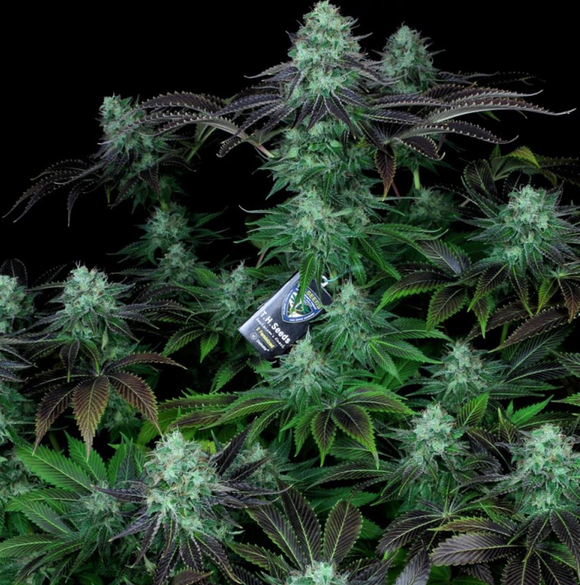 Darkstar, T.H. Seeds - Bild 3