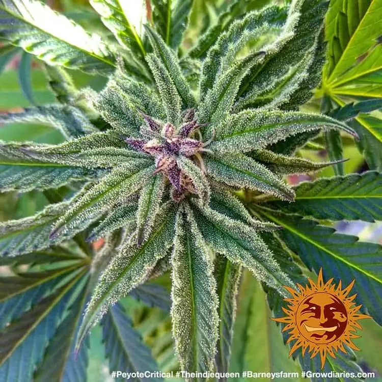 Peyote Critical - Bild 5