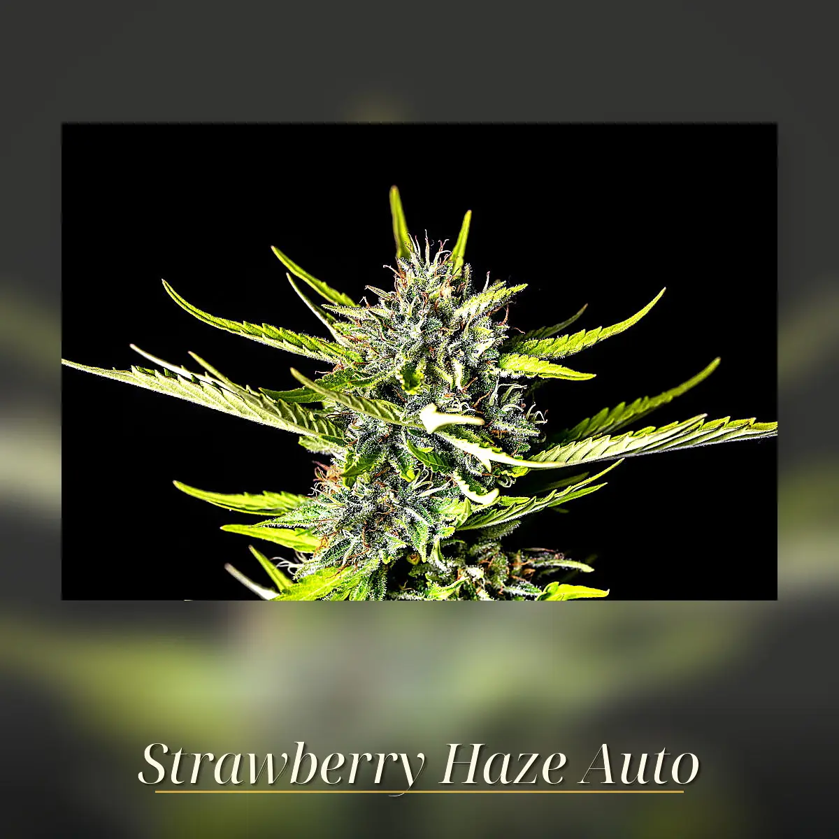 Strawberry Haze Auto - Bild 1