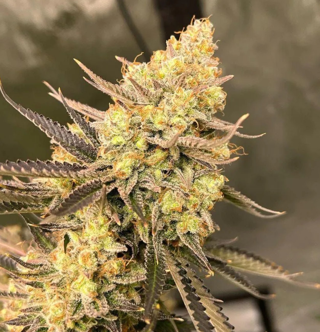 Cherry Zoap CBD Auto, Growers Choice - Bild 1