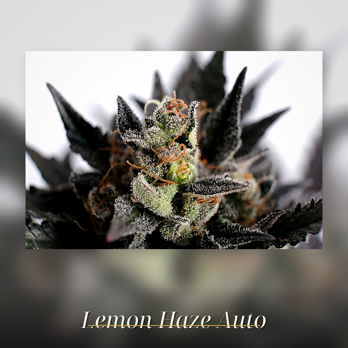 Lemon Haze Auto, Kannabia Seed Company - Bild 1