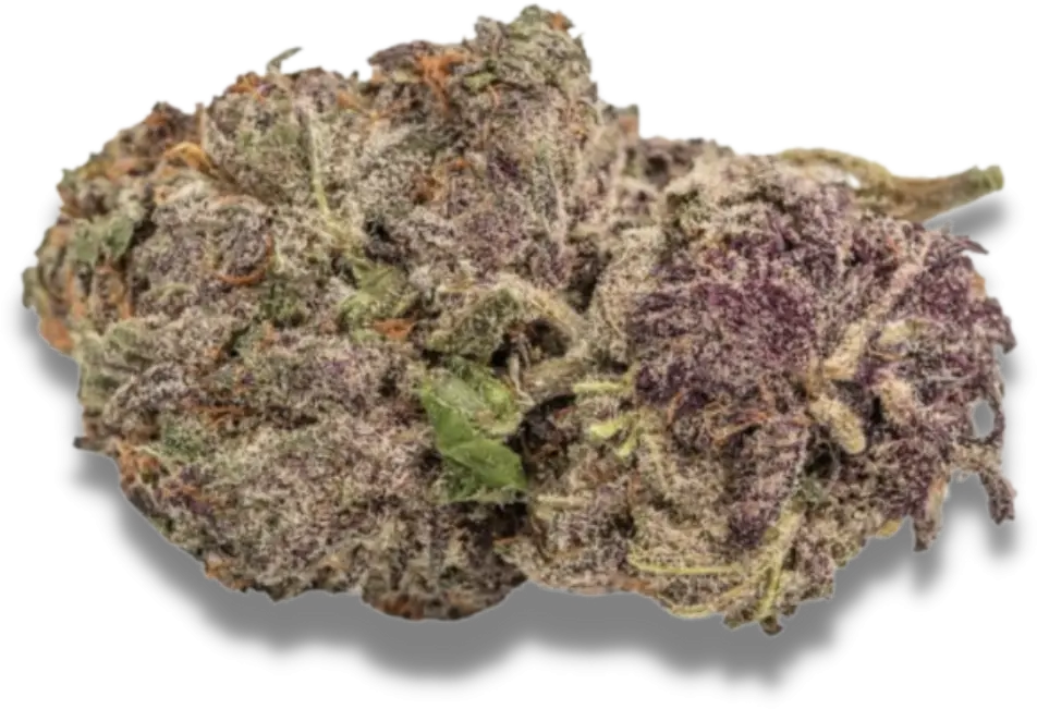 Ultra Violet GMO - Bild 2