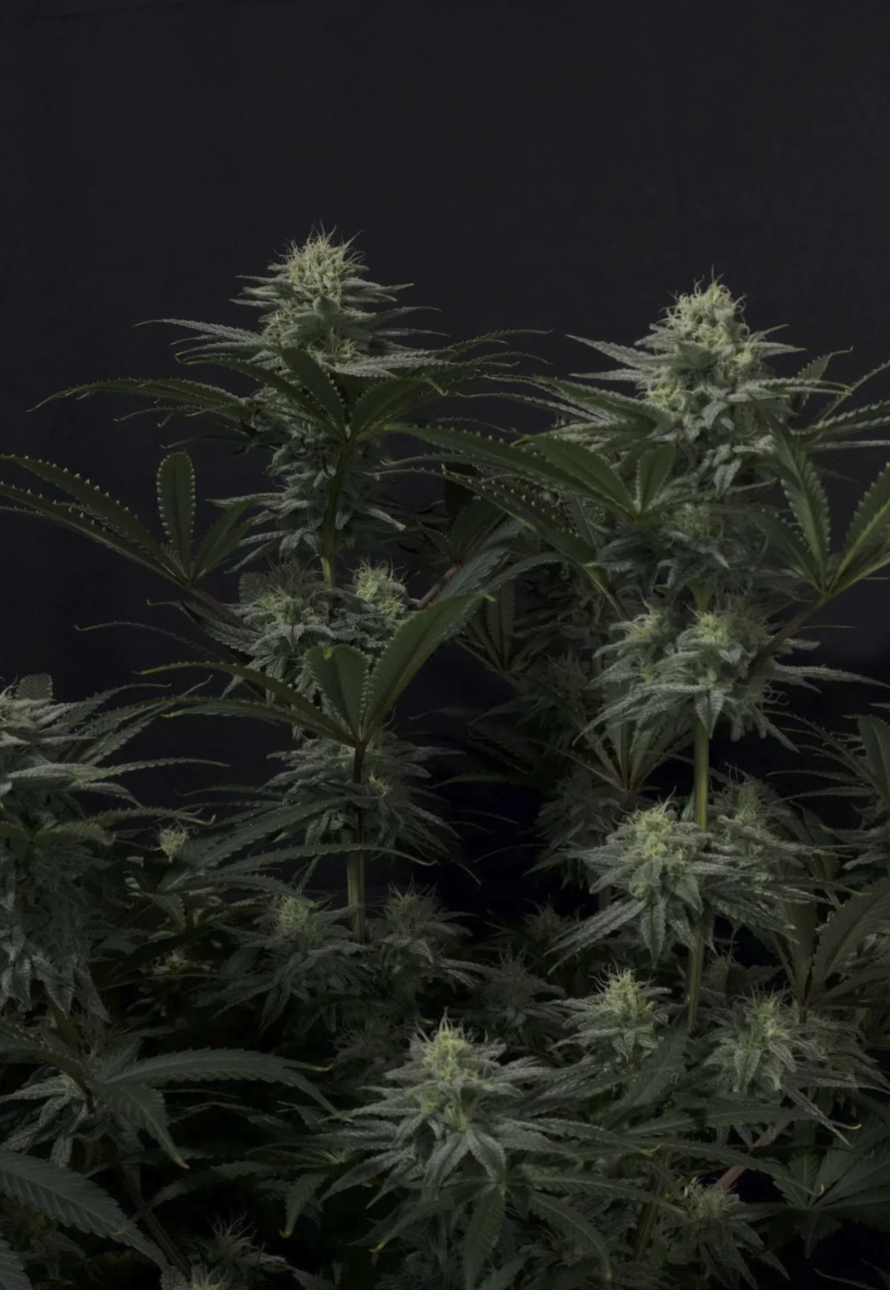 GG4 Sherbet FF, Fastbuds - Bild 3