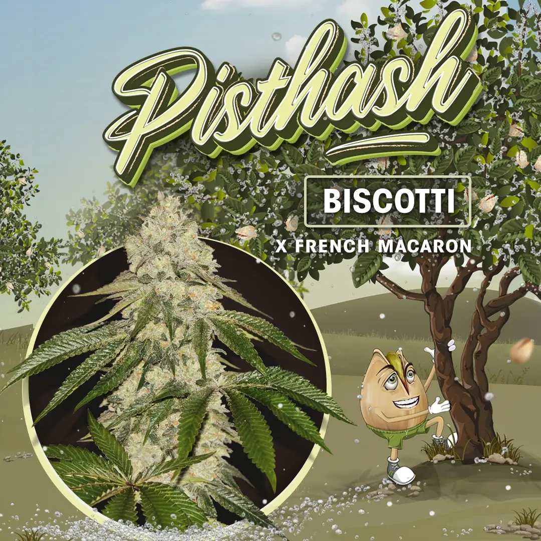 Pisthash - Bild 1
