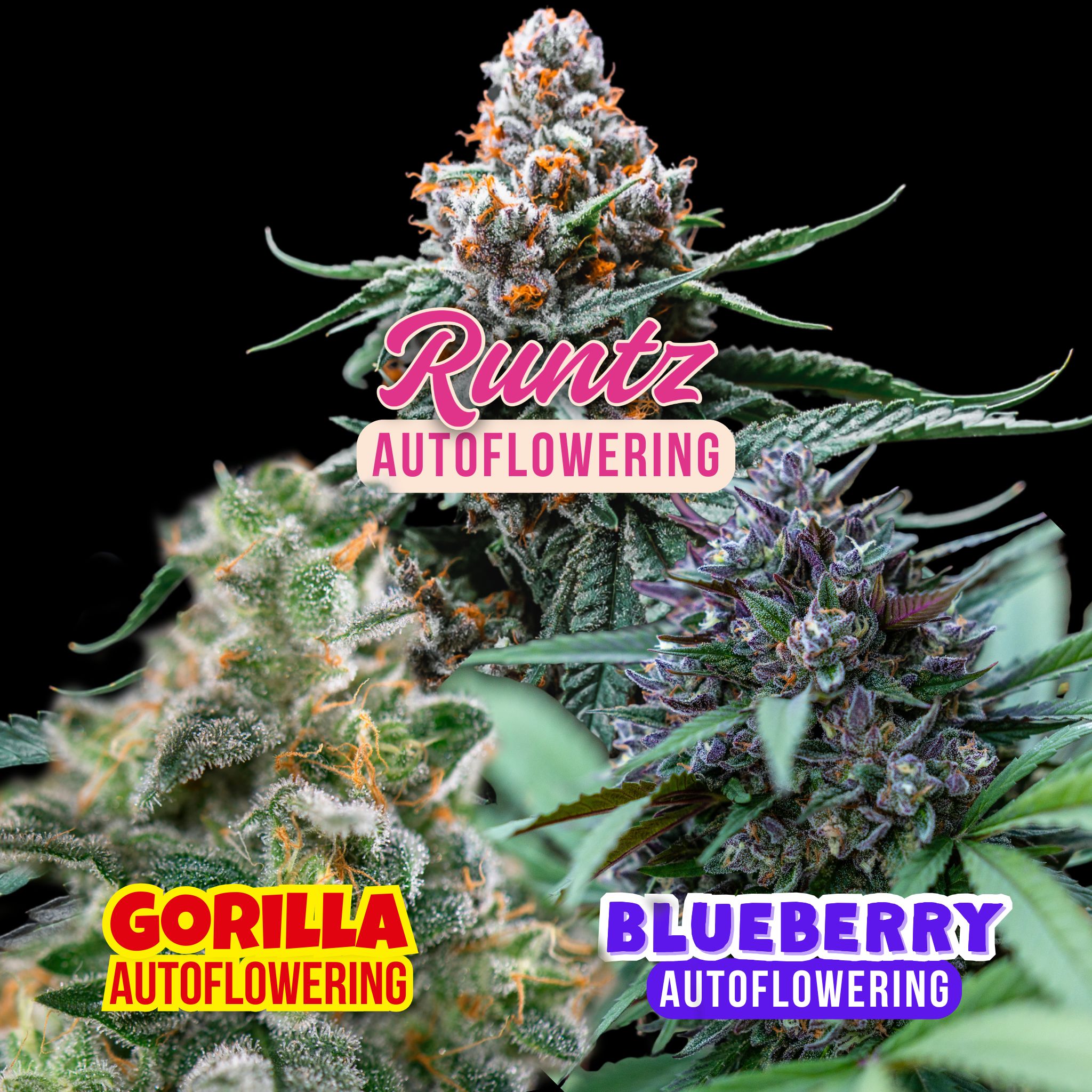 Mix Pack Autoflowering