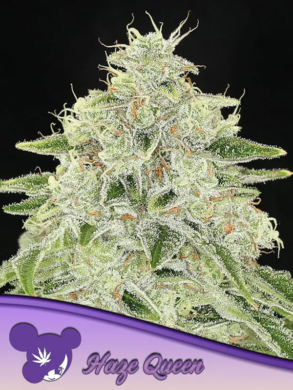 Haze Queen - Bild 1