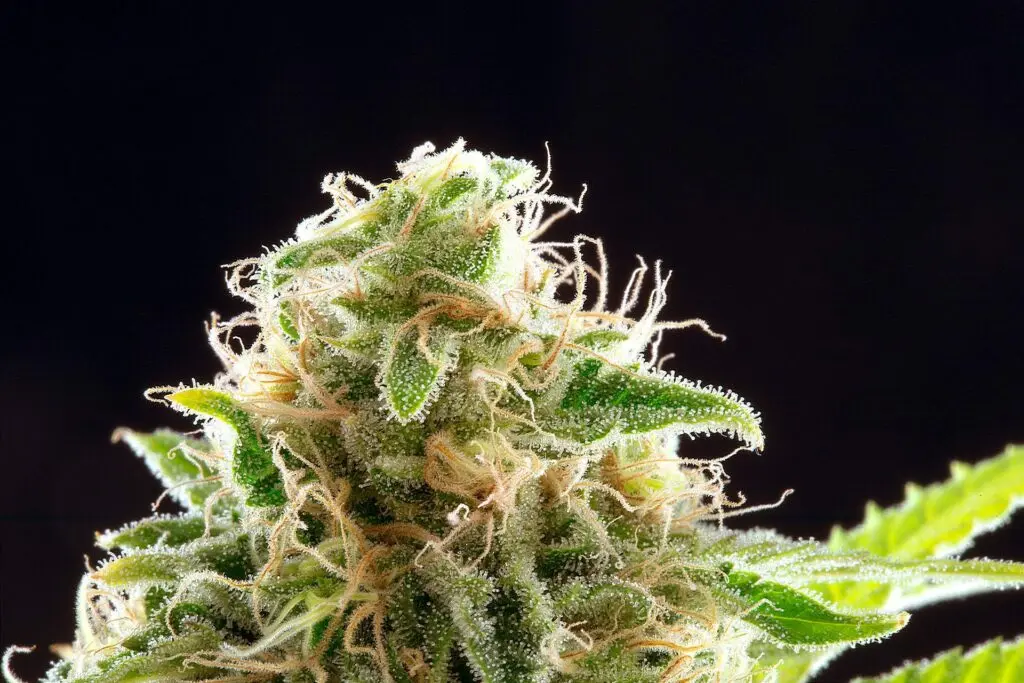 Cookies Haze - Bild 3