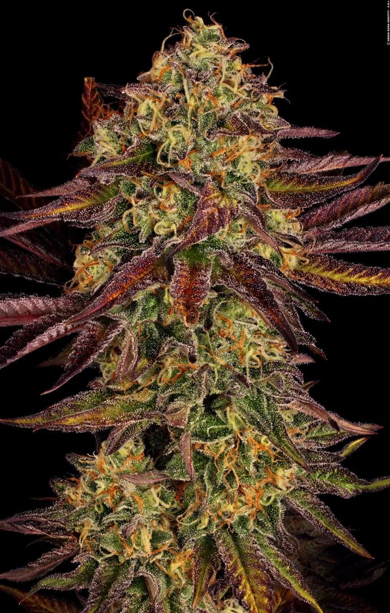 Tangerine Sorbet, Paradise Seeds - Bild 1