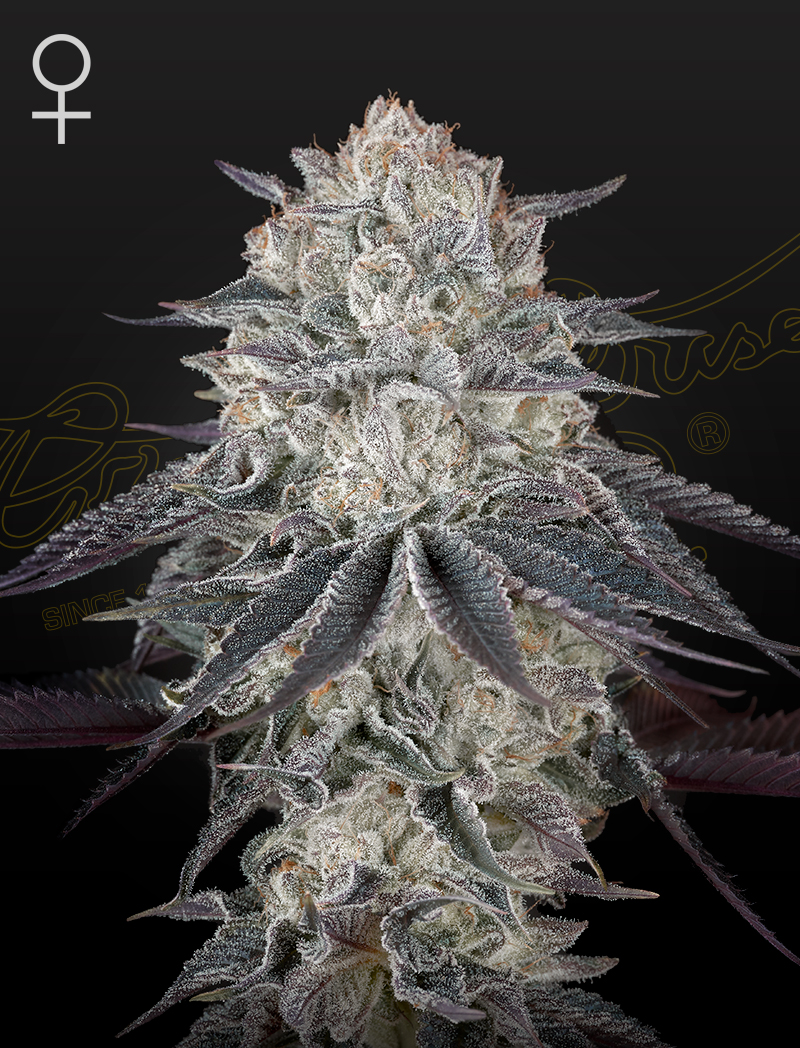 Fullgas!, Green House Seed Co. - Feminisierte cannabissamen kaufen