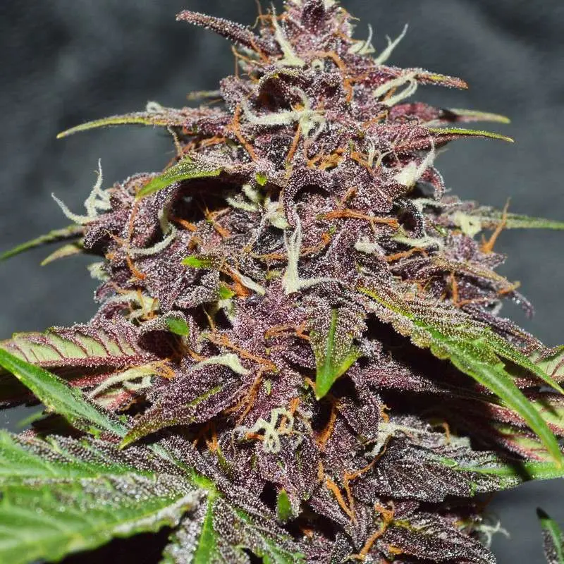 CBD Auto Blackberry Kush® - Bild 3