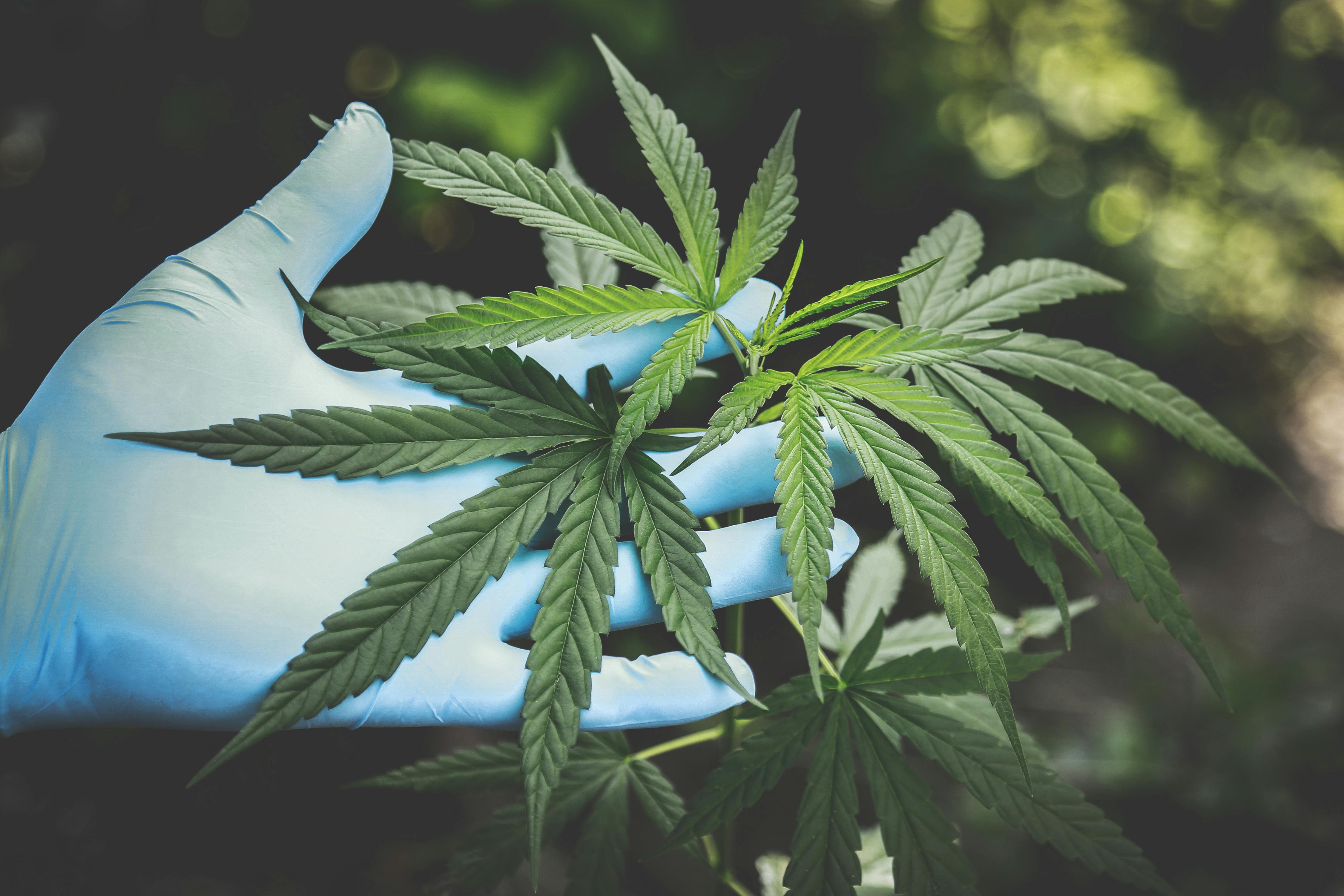 Cannabispflanze und Hand