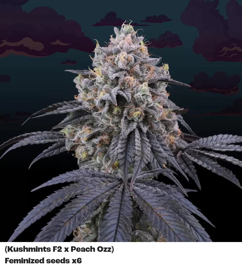 Peach Clouds, Perfect Tree - Bild 2