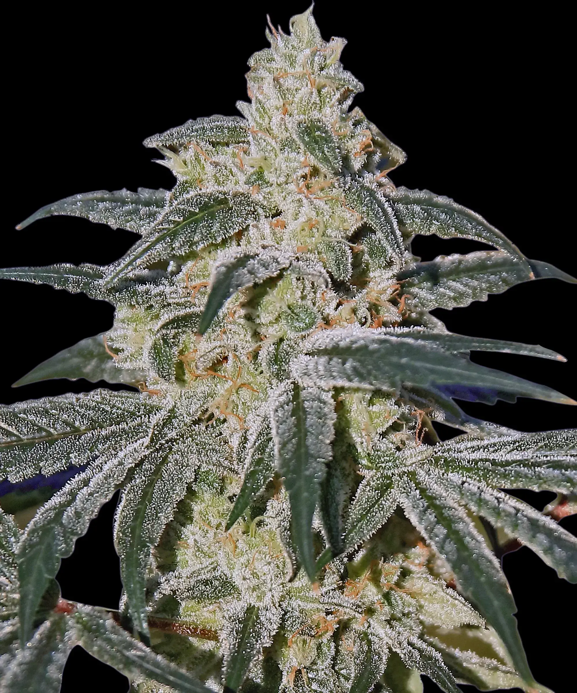 Afghan Hash Plant Auto - Bild 1
