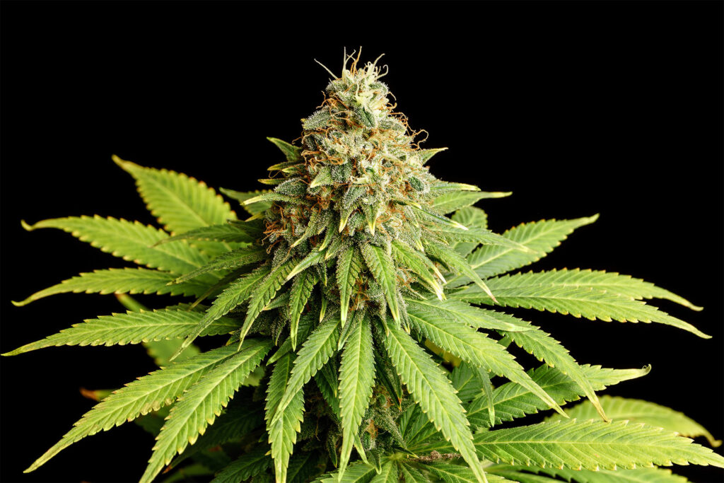 Hellfire OG