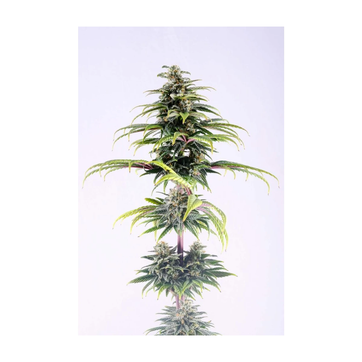 CBG Auto