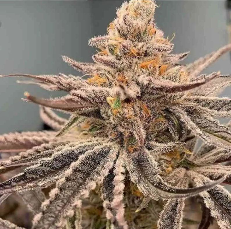 Garlic Storm, In House Genetics - Bild 1