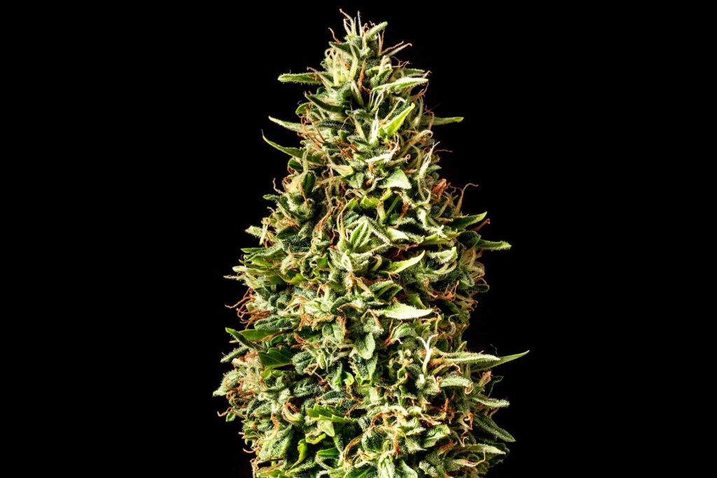 Runtz Auto Runtz Auto