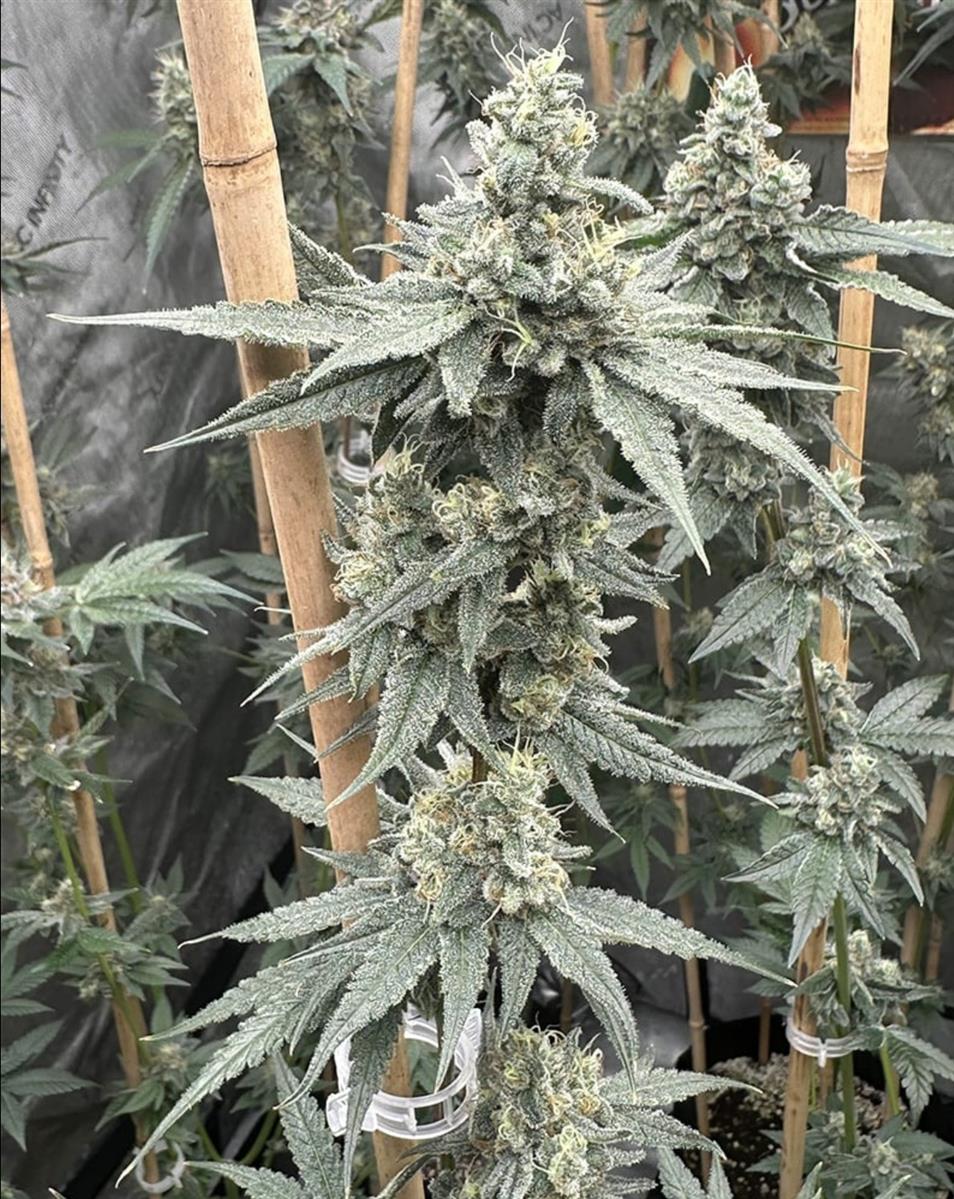 Sundae Supper, Solfire Gardens - Bild 1