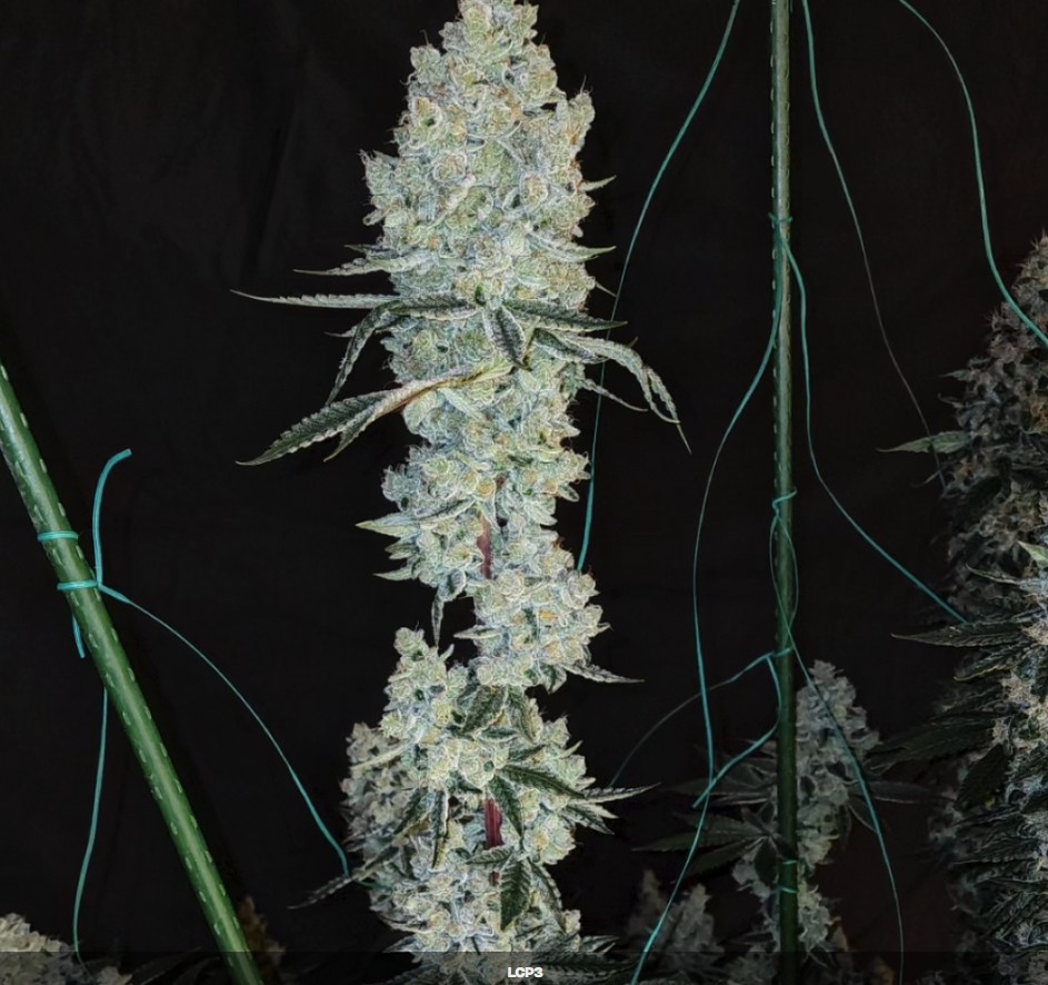 Lemon Cherry Pie R1, Ethos Genetics - Bild 1